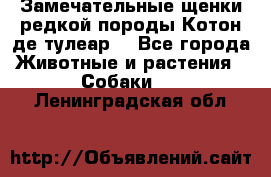 Замечательные щенки редкой породы Котон де тулеар  - Все города Животные и растения » Собаки   . Ленинградская обл.